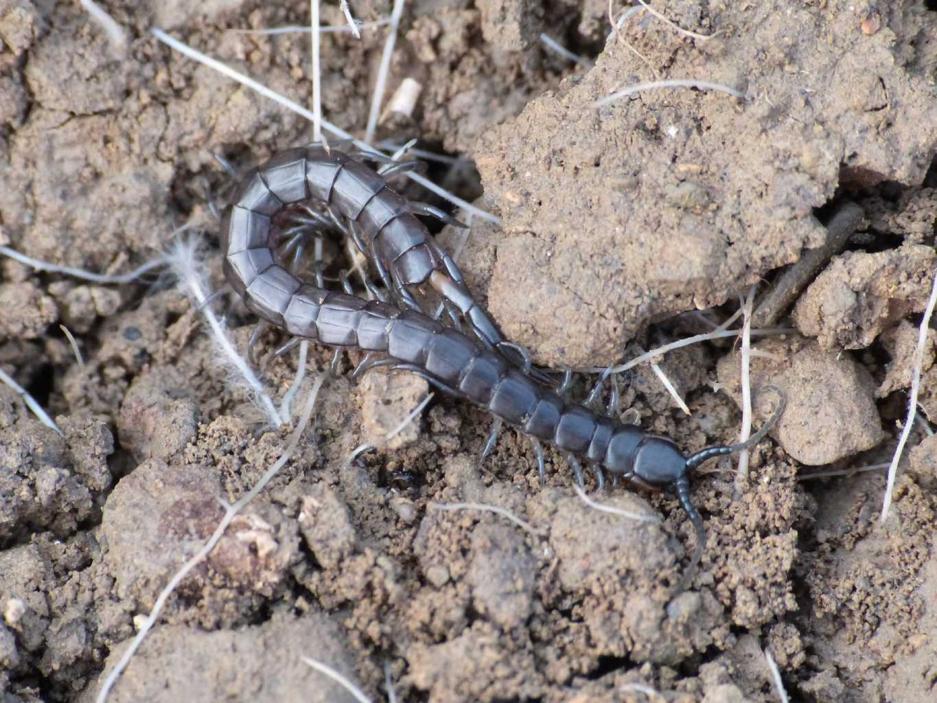 Scolopendra oraniensis - Tolfa (RM)